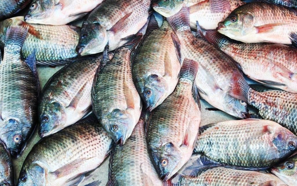 Trung Quốc duy trì nguồn cung rô phi lớn nhất thế giới