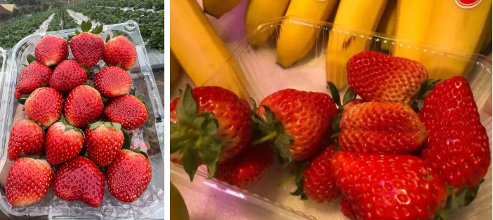 Hướng dẫn người tiêu dùng phân biệt dâu tây Mộc Châu và Trung Quốc