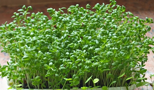 Chuyên gia điểm tên những loại rau quả có tác dụng chữa bệnh tuyệt vời