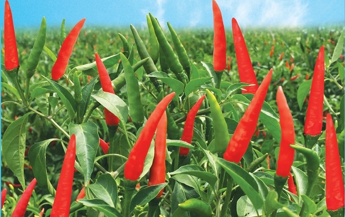 Quy định mới đối với bưởi, ớt xuất khẩu vào Australia và Đài Loan