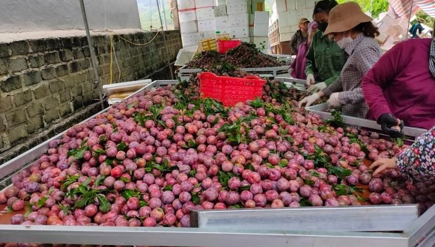 Kết nối thương mại điện tử liên kết vùng hỗ trợ phát triển sản phẩm địa phương