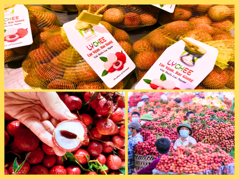 Quy định nhập khẩu của Bắc Âu đối với trái vải tươi (phần 1)