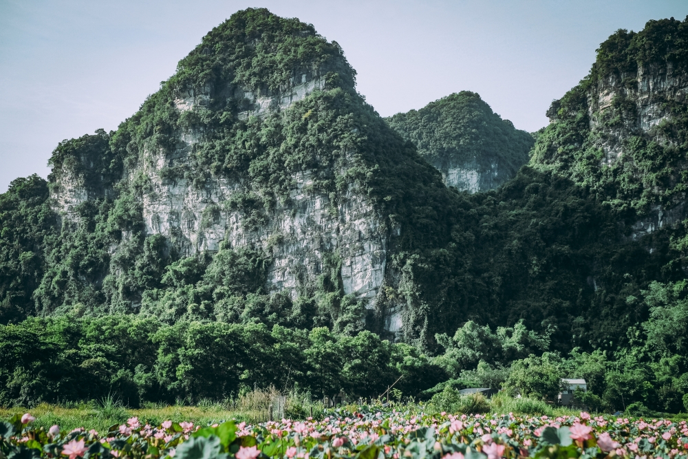 Về Ninh Bình ngắm Hang Múa mùa sen nở