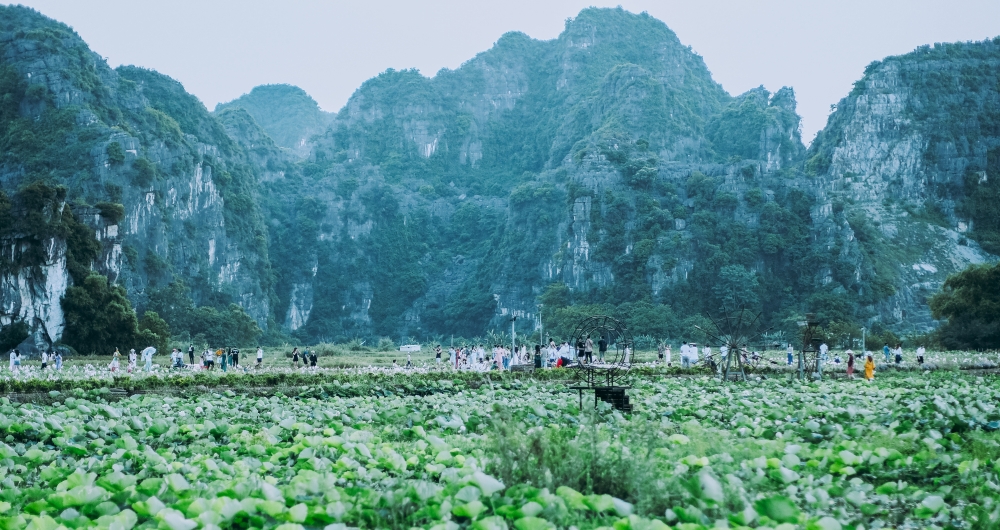 Về Ninh Bình ngắm Hang Múa mùa sen nở