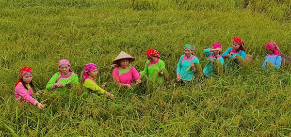 Độc đáo Tết cơm mới của dân tộc Giáy ở Tả Van, Sa Pa - Ảnh 1.