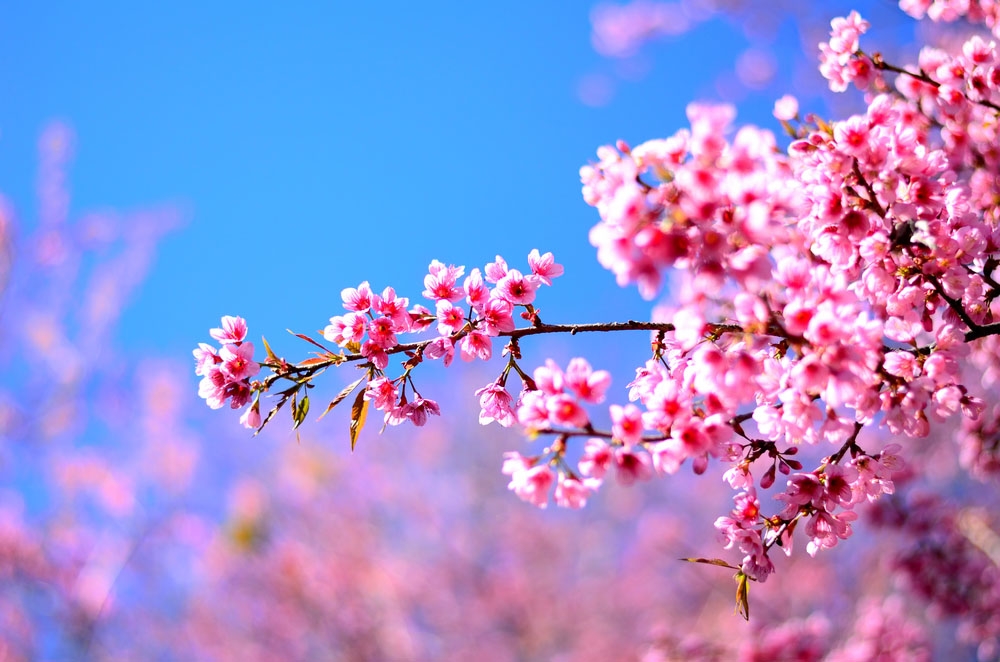 Sắp diễn ra Lễ hội Hoa Tớ Dày tại Mù Cang Chải