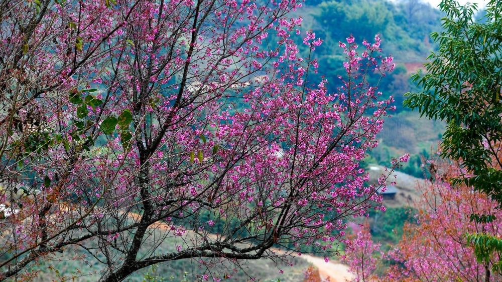 Sắp diễn ra Lễ hội Hoa Tớ Dày tại Mù Cang Chải