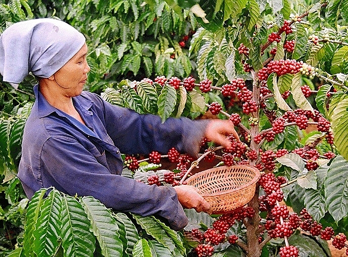 Giá nguyên liệu tăng, nhiều doanh nghiệp xuất khẩu cà phê gồng lỗ