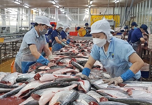 Nâng thuế chống bán phá giá, cá tra Việt Nam vẫn có tín hiệu tích cực tại thị trường Mỹ