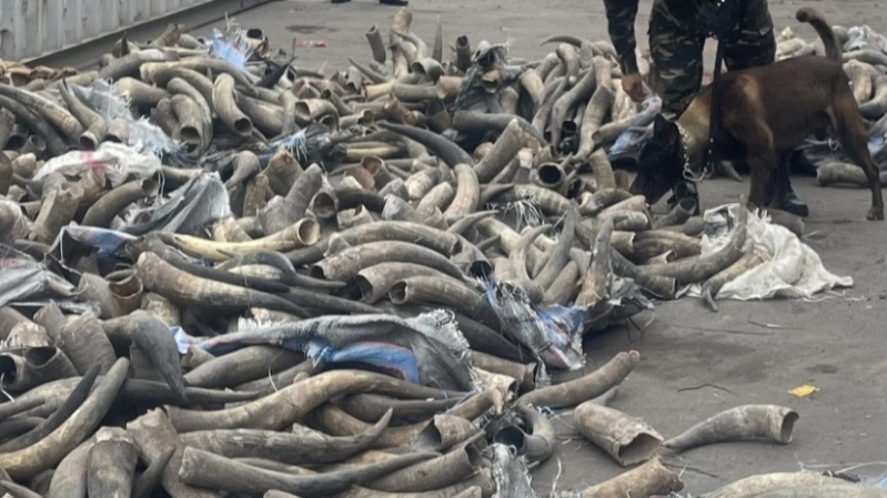 Bắt vụ nhập lậu 1,6 tấn ngà voi