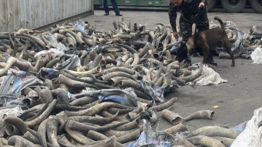 Bắt vụ nhập lậu 1,6 tấn ngà voi