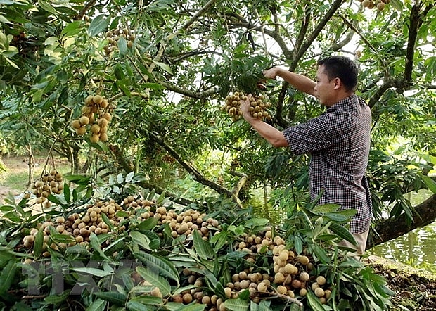 Nhãn Hưng Yên lên sàn thương mại điện tử