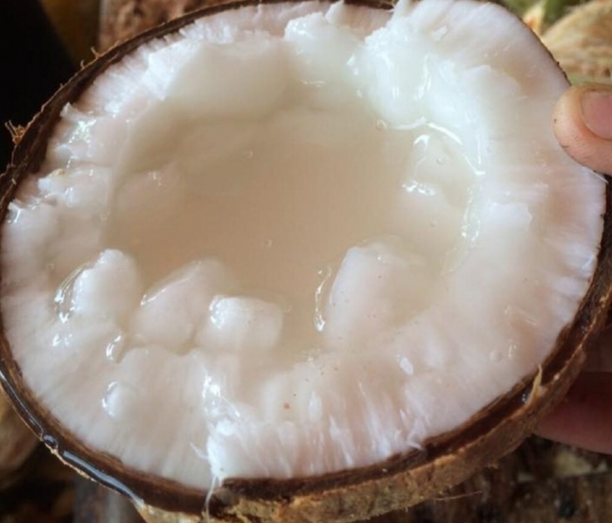 Dừa sáp đắt hàng tại Úc Dừa sáp đắt hàng tại Úc