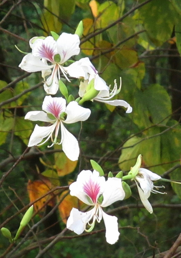 Điện Biên Phủ - “nàng công chúa” cuối trời Tây Bắc