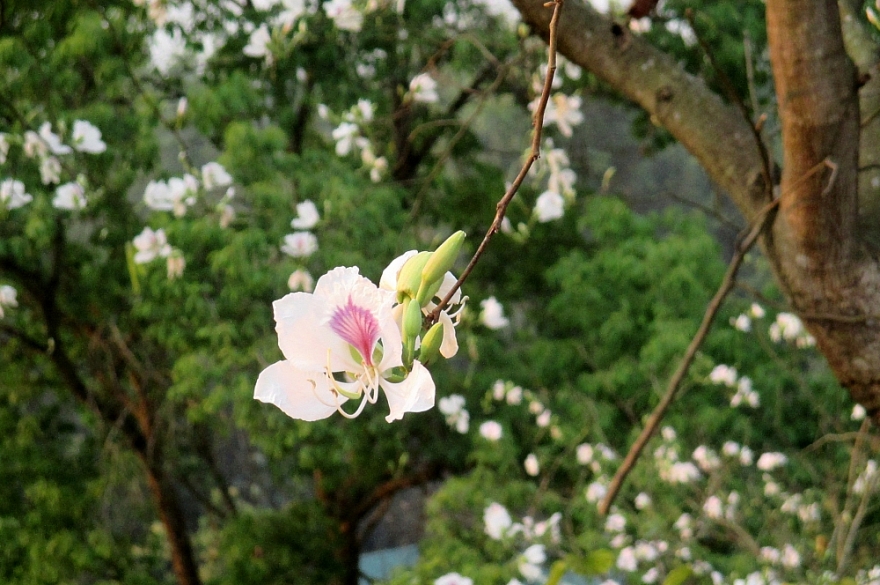 Điện Biên Phủ - “nàng công chúa” cuối trời Tây Bắc