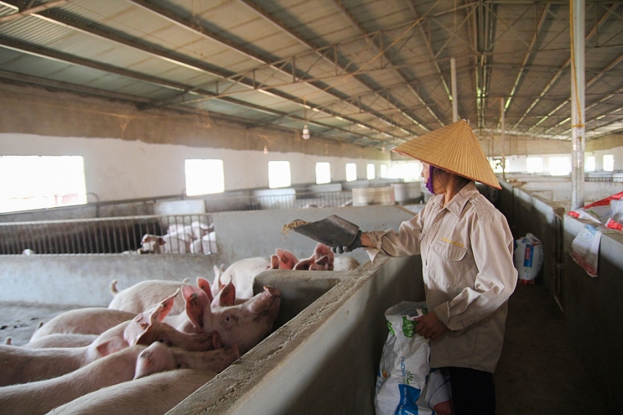 Trung Quốc bổ sung dự trữ thịt lợn khi giá lao dốc