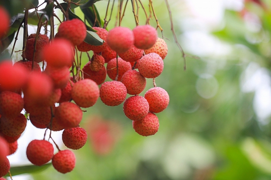 Phá rào cản đưa vải thiều Bắc Giang chinh phục thị trường Mỹ