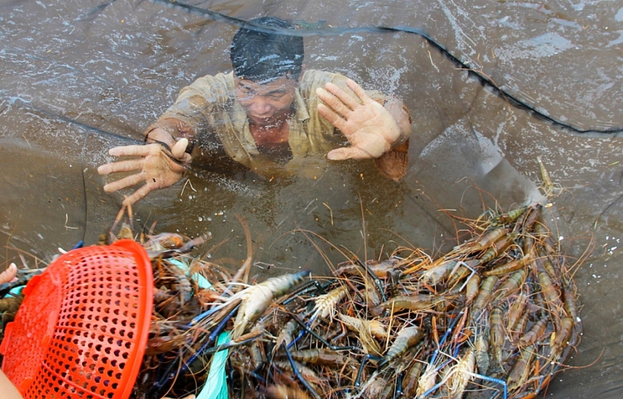 Tôm, cá tra Việt Nam không có đối thủ ở thị trường Bắc Âu