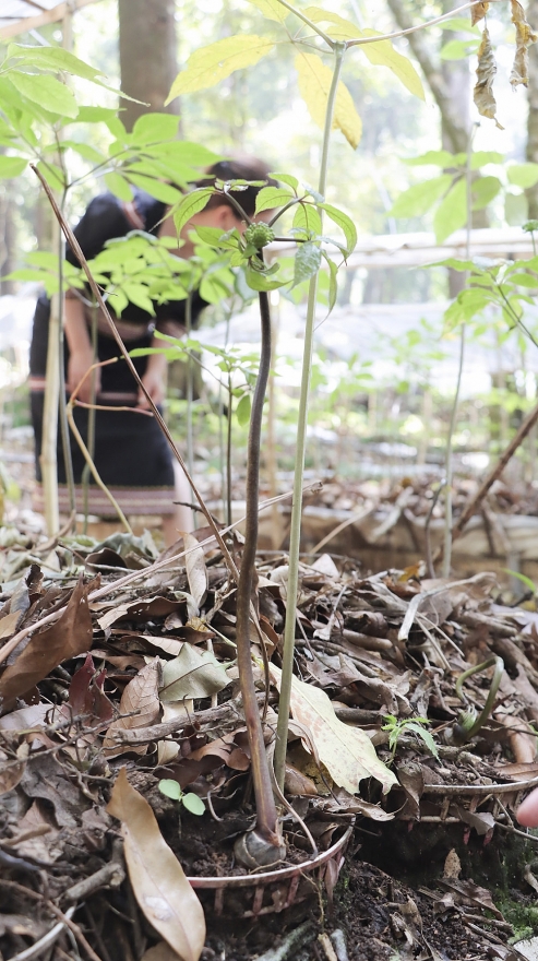 Bài 1: Giá trị của cây sâm trên đỉnh Ngọc Linh