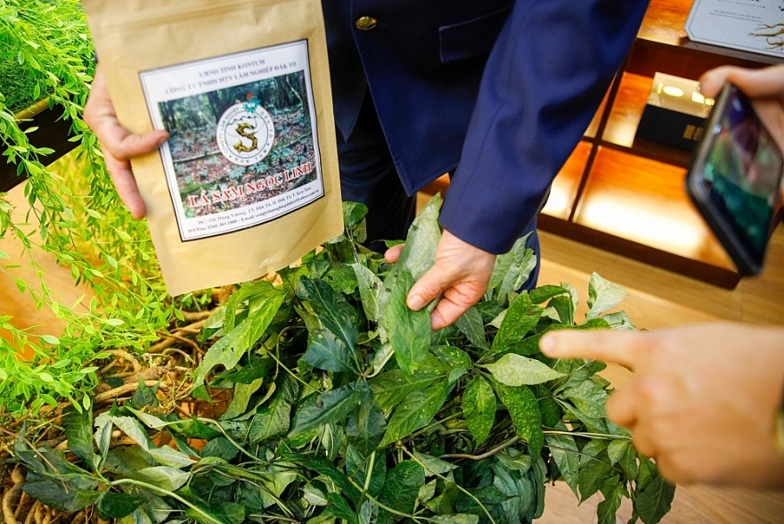 Chính thức mở cửa Phòng Trưng bày chuyên đề “Nhận diện đúng Sâm Ngọc Linh trên thị trường”