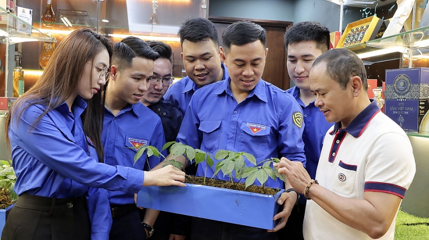 Thanh niên Quản lý thị trường cùng nhau nhận diện đúng sâm Ngọc Linh