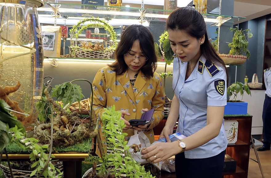 Thanh niên Quản lý thị trường cùng nhau nhận diện đúng sâm Ngọc Linh