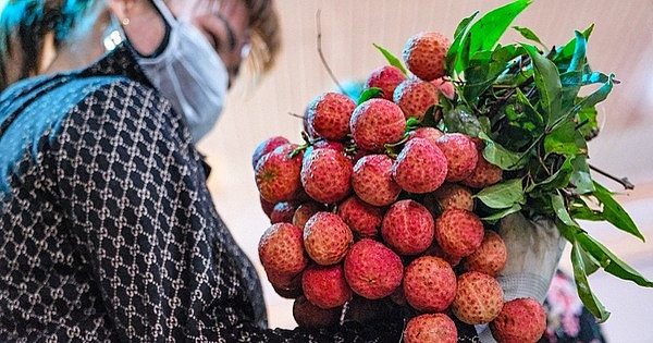 Thương nhân Trung Quốc được cấp phép vào Bắc Giang mua vải thiều