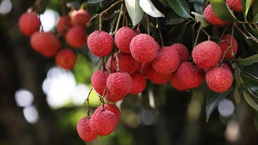 Vải thiều Bắc Giang lên sàn thương mại điện tử Sendo, Tiki, MM Mega Market…