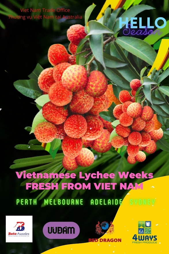 Bất chấp cước phí cao, vải Việt Nam cấp tập bay đến Úc