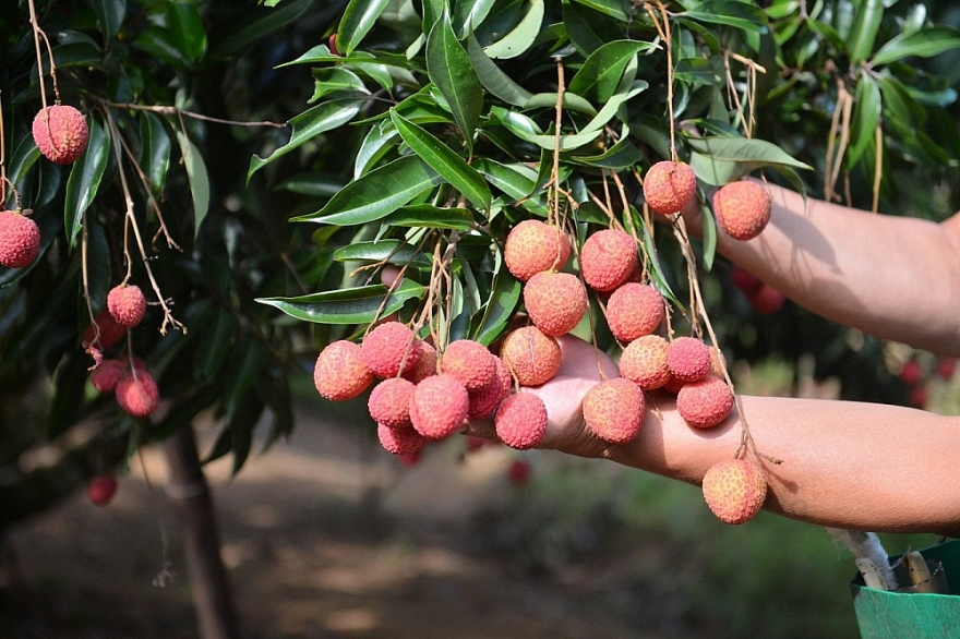 Thị trường Anh ưa chuộng nhiều loại trái cây Việt Nam