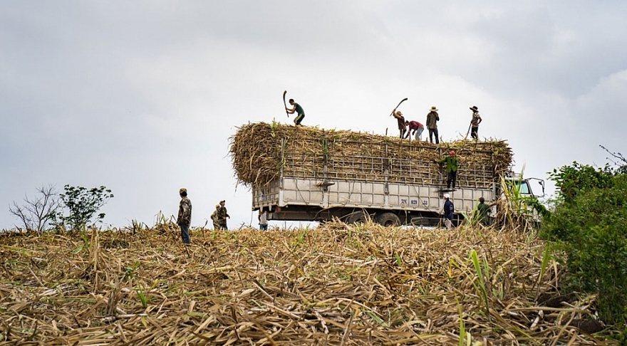 Quy định đấu giá hạn ngạch thuế quan đường nhập khẩu