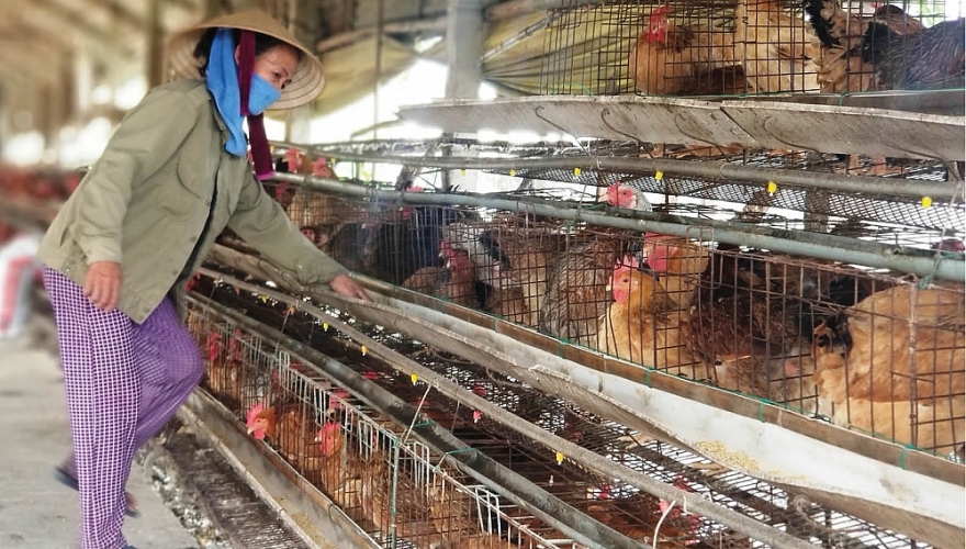 Sản phẩm xử lý chất thải chăn nuôi vi phạm chất lượng bị xử lý ra sao? Sản phẩm xử lý chất thải chăn nuôi vi phạm chất lượng bị xử lý ra sao?