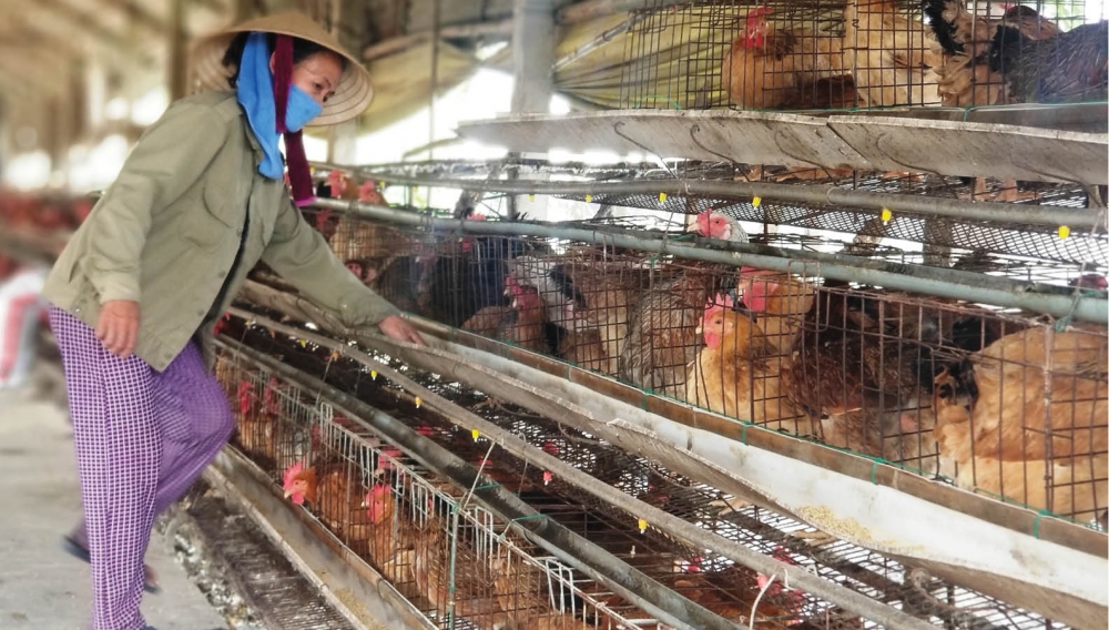 Sản phẩm xử lý chất thải chăn nuôi vi phạm chất lượng bị xử lý ra sao?