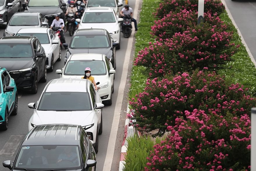 Tường vi nở rộ, đường Nguyễn Chí Thanh phủ sắc hồng mộng mơ