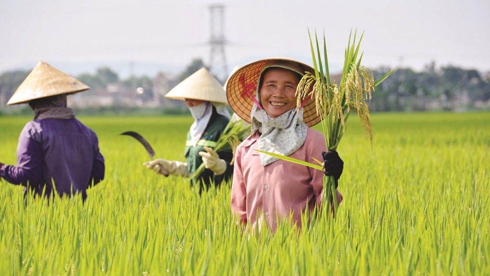 Bộ Công Thương yêu cầu tăng cường xúc tiến thương mại và bình ổn thị trường gạo