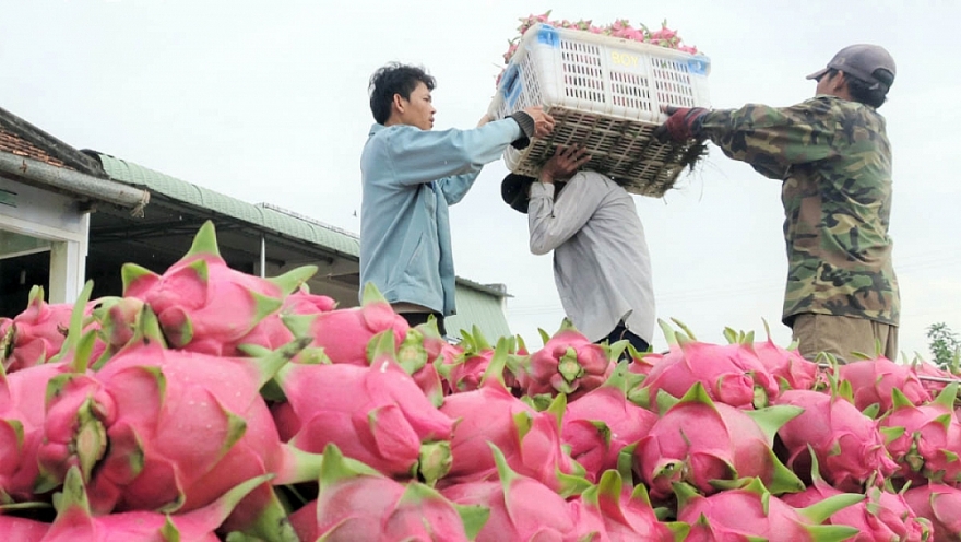 Thanh long Việt Nam “phủ sắc đỏ” tại Australia