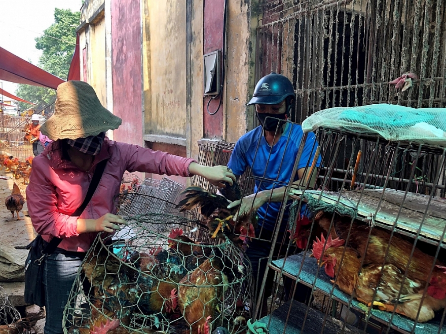 Đề nghị lập chuyên án đấu tranh, xử lý buôn bán gia cầm nhập lậu