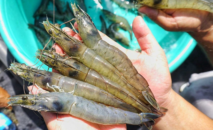 Xuất khẩu thủy sản trở lại đường đua và tăng tốc