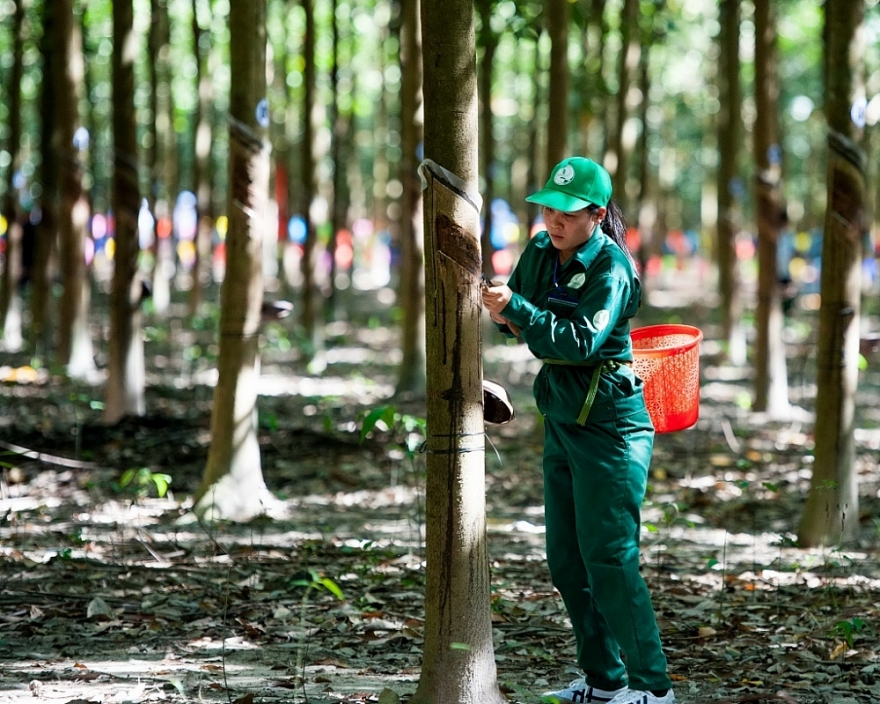 Việt Nam là thị trường cung cấp cao su lớn thứ 8 cho Nhật Bản