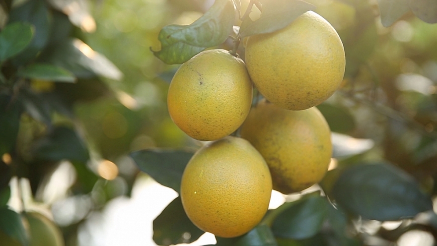 Cam Hà Giang, Hòa Bình lên sàn thương mại điện tử