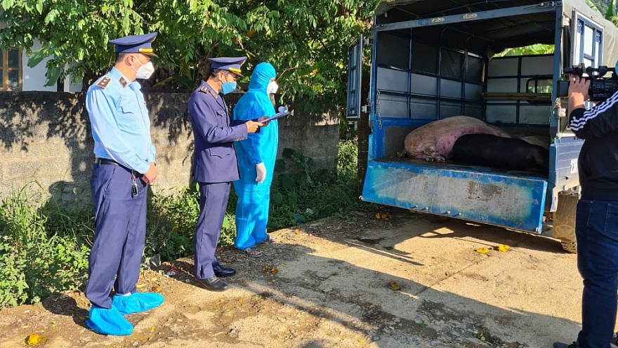 Dịch tả lợn châu Phi lan rộng, Chính phủ ra Chỉ thị quyết liệt phòng, chống