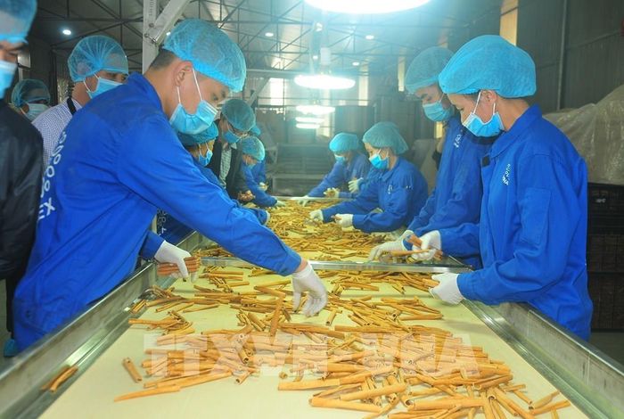 Sản phẩm quế Văn Yên đã có mặt tại 17 quốc gia, với sản lượng xuất khẩu 6.000 tấn quế khô và 300 tấn tinh dầu quế mỗi năm. Ảnh: Tiến Khánh - TTXVN