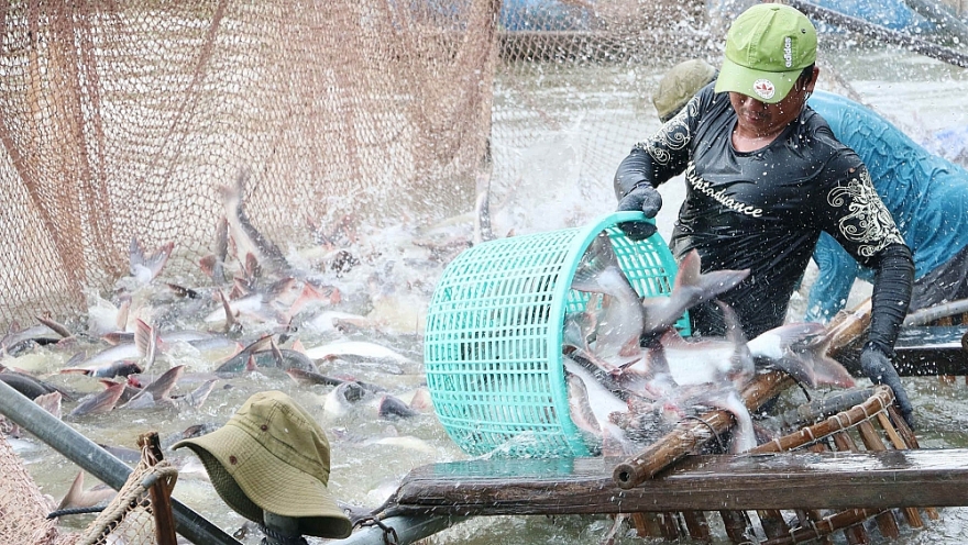 Tái khởi động xúc tiến thương mại truyền thống cho ngành thủy sản
