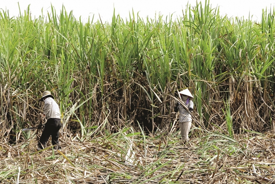 Áp thuế phòng vệ thương mại, ngành mía đường trong nước 