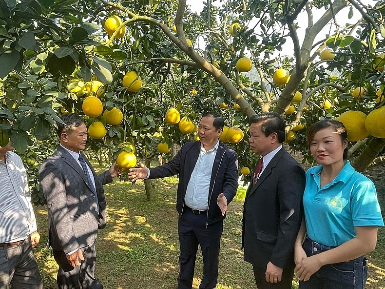 Lần đầu tiên xuất khẩu 11 tấn bưởi Diễn sang Vương quốc Anh