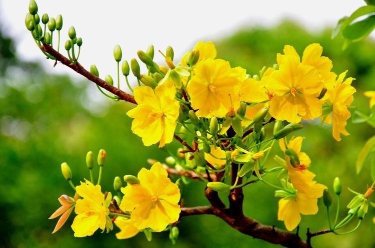 Loại hoa nào mang ý nghĩa tài lộc, may mắn nên cắm trên ban thờ Tết Nhâm Thìn 2024 Loại hoa nào mang ý nghĩa tài lộc, may mắn nên cắm trên ban thờ Tết Nhâm Thìn 2024