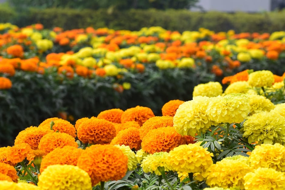 Loại hoa nào mang ý nghĩa tài lộc, may mắn nên cắm trên ban thờ Tết Nhâm Thìn 2024 Loại hoa nào mang ý nghĩa tài lộc, may mắn nên cắm trên ban thờ Tết Nhâm Thìn 2024