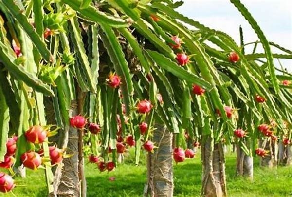 Thanh long Việt Nam lần đầu sang Mỹ