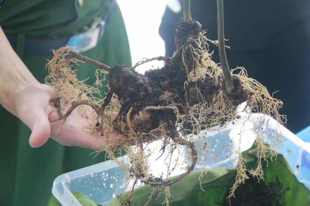 Trộm ghé vườn dân cuỗm đi 800 gốc sâm Ngọc Linh quý