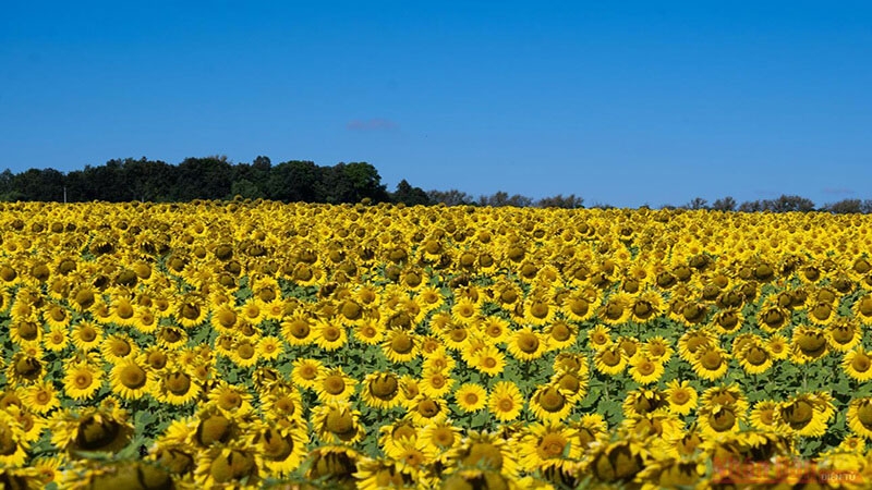 Những loài hoa rực rỡ trong tháng 3 Những loài hoa rực rỡ trong tháng 3